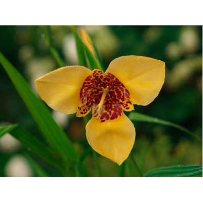 Тигридия Yellow "Жёлтая" 10шт