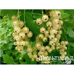 Смородина белая Баяна