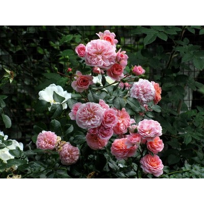 Pirouette "Пируэтт" плетистая штамб 160-170см