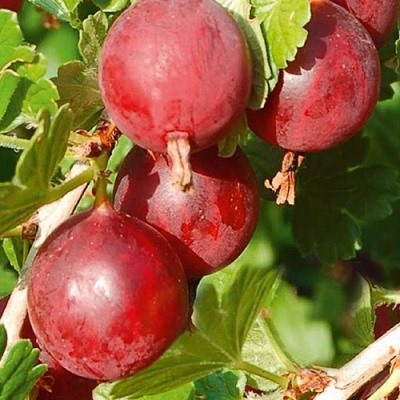 Крыжовник Колобок