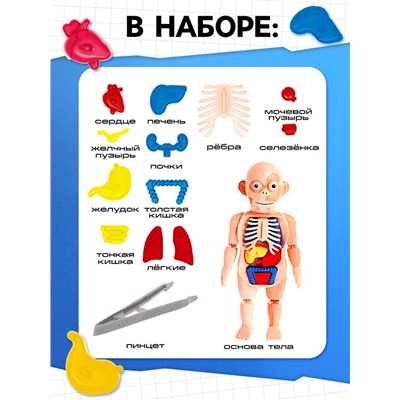 Набор для опытов «Мое удивительное тело»