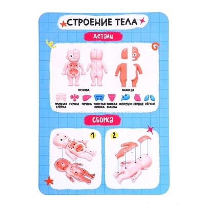 Набор для опытов по анатомии «Строение тела человека», 15 деталей, 10 обучающих карточек