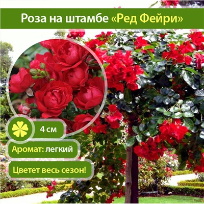 Red Fairy "Ред Фейри" почвопокровная штамб 120-140см