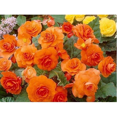 Бегония махровая оранжевая "Double Orange"