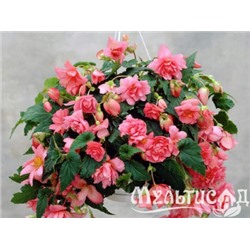 Бегония ампельная розовая "Pendula Cascade Pink"