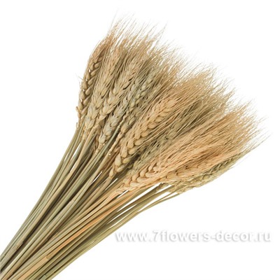 Сноп из пшеницы, Н30-50 см, (100 шт)