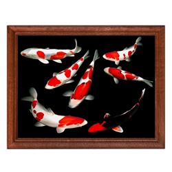 POSG-0196 Постер в рамке 23x17см Карпы кои