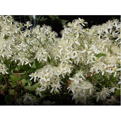 Клематис осенний (японский) Terniflora "Ломонос Арманда"