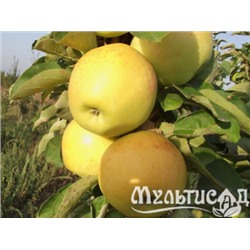 Яблоня колоновидная Янтарное ожерелье