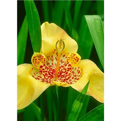 Тигридия Yellow "Жёлтая" 10шт