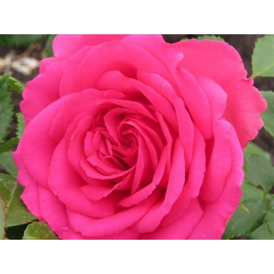 Giraldo, Vien Rose "Джиральдо, Виен Роуз"