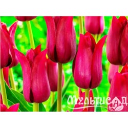 Тюльпан Lilyrosa "Лилироза" 5шт