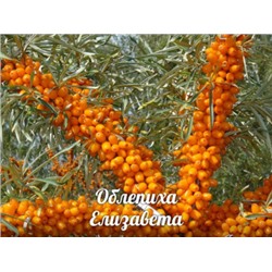 Облепиха Елизавета