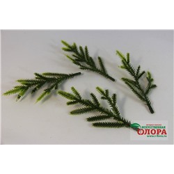 Фрагмент лапки хвойного дерева (h-12 см) (упаковка 100 штук) (5-010)