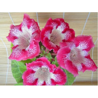 Глоксиния Tigrina Red "Тигрина Ред"