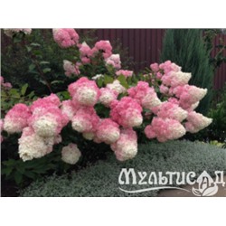 Гортензия метельчатая Vanille Fraise "Ванила Фрайз" Р9