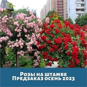 Розы на штамбе! ~ Осень 2025г