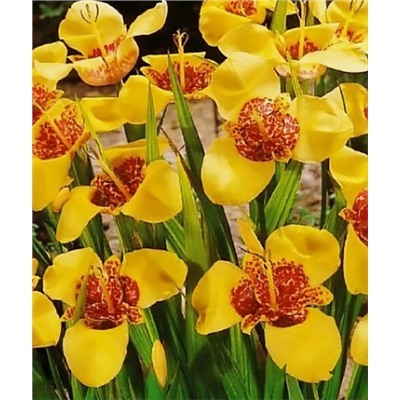 Тигридия Yellow "Жёлтая" 10шт