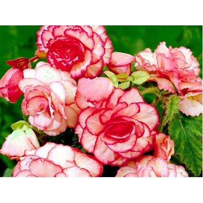 Бегония пикоти бело-красная "Begonia Picotee white-red"
