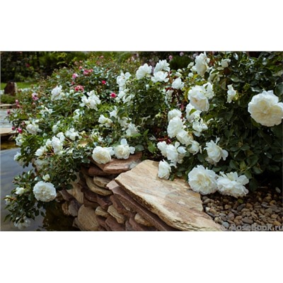 Blanc Meillandecor "Бланк Мейяндекор" почвопокровная штамб 160-170см