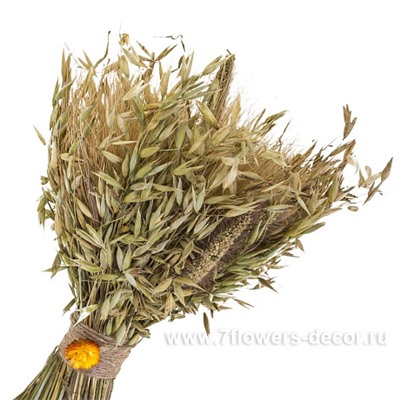 Букет из колосовых культур (пшеница, чумиза, овёс, бессмертник)