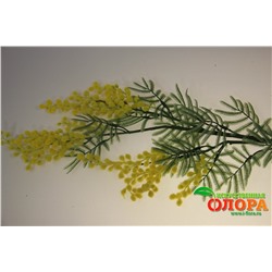 Ветка мимоза натуральная, высокая