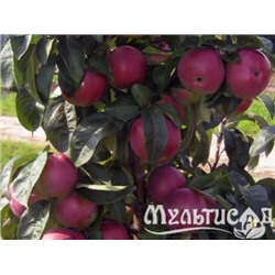 Яблоня колоновидная Черновец