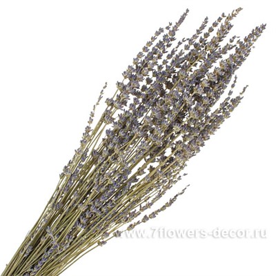 Набор лаванды, 60-70 см (50 гр)