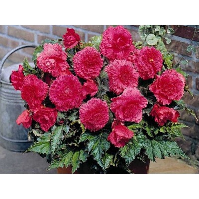Бегония фимбриата розовая "Fimbriata Pink"