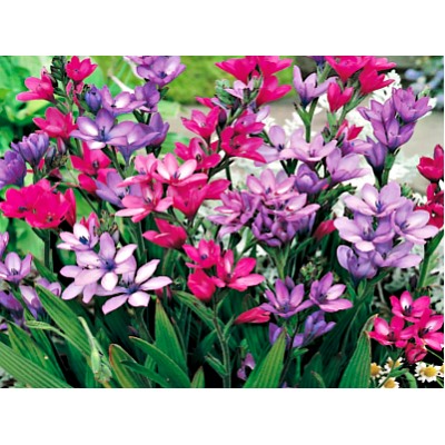 Бабиана Стрикта микс "Babiana Stricta Mix" 10шт