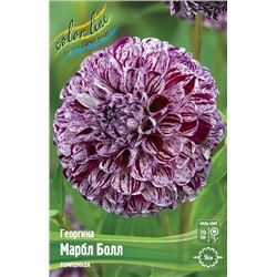 Георгина Марбл Болл, р-р I, помп