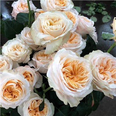 Victorian Peach "Викториан Пич"