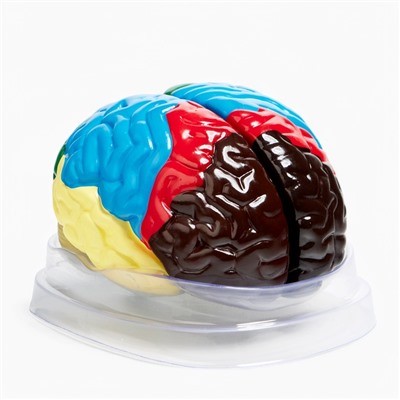 Макет "Мозг человека" 16*15см