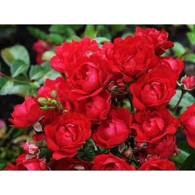 Red Fairy "Ред Фейри" почвопокровная штамб 120-140см