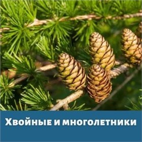Хвойные и многолетники ~ Весна 2025г
