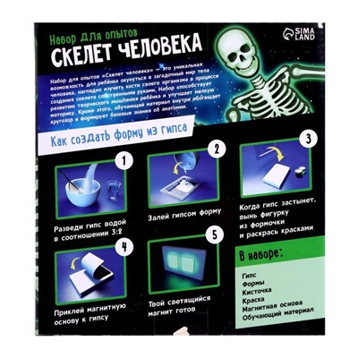 Набор для опытов «Скелет человека», уценка