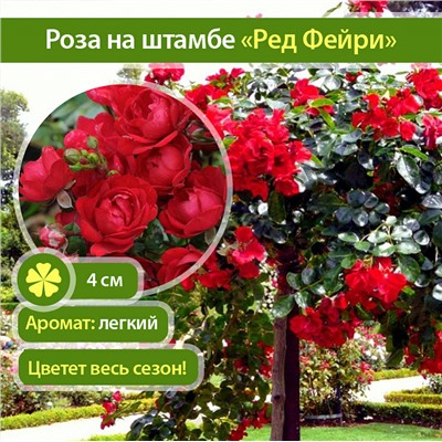 Red Fairy "Ред Фейри" почвопокровная штамб 120-140см