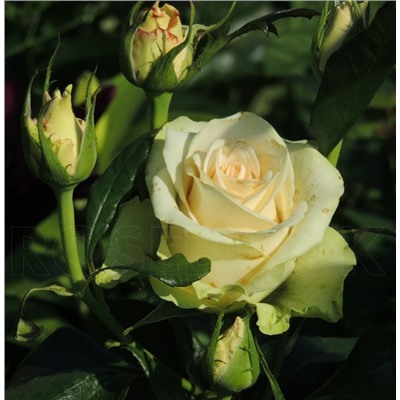 La Perla "Ля Перла"